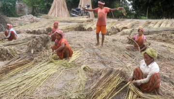 मल नपाएपछि निरास सुनसरीका जुट किसान 